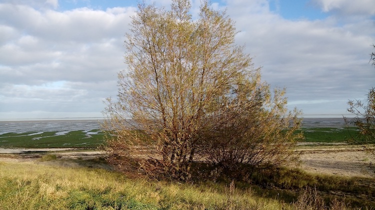White willow and Basket willow